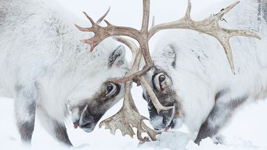 Head To Head by Stefano Unterthiner, from Italy, is the winner in the Behaviour: Mammals category of the 2021 Wildlife Photographer Of The Year competition. Pic: Stefano Unterthiner/ Wildlife Photographer Of The Year
